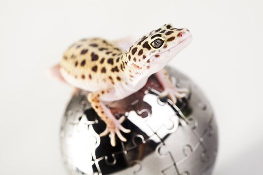 Young Leopard gecko a white background 