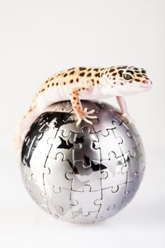 Young Leopard gecko a white background 