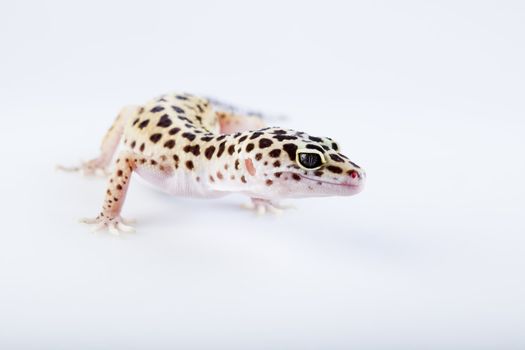 Young Leopard gecko a white background 