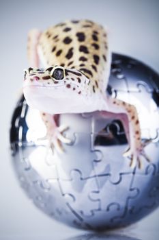 Young Leopard gecko a white background 