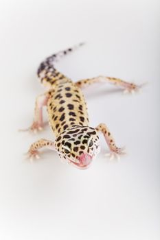 Young Leopard gecko a white background 