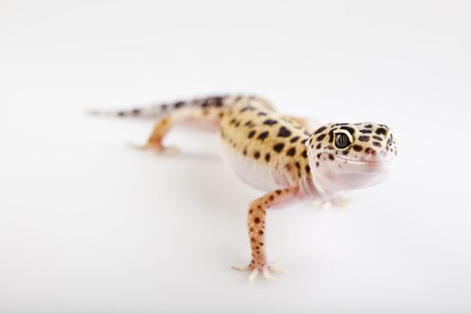 Young Leopard gecko a white background 