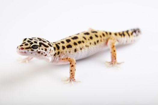 Young Leopard gecko a white background 