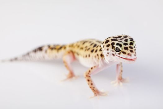 Young Leopard gecko a white background 