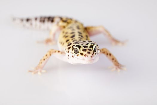 Young Leopard gecko a white background 