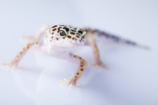 Young Leopard gecko a white background 