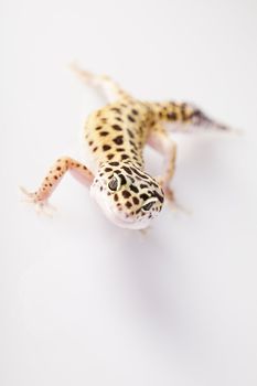 Young Leopard gecko a white background 