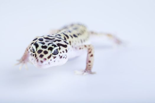 Young Leopard gecko a white background 