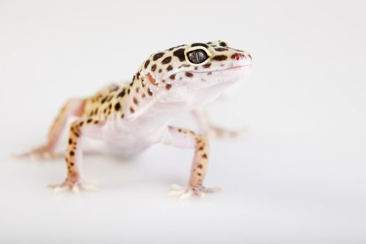 Young Leopard gecko a white background 