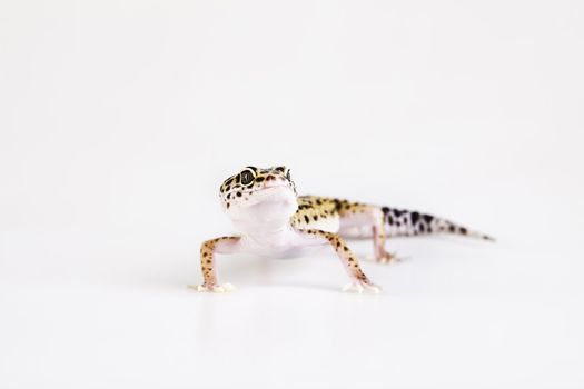 Young Leopard gecko a white background 