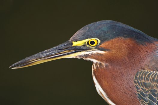 Close up of a tropical bird searching for a pray (Green Heron).