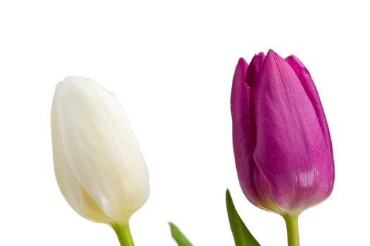 white and purple tulips isolated