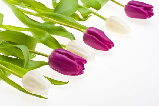 white and purple tulips isolated