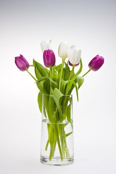white and purple tulips in a glass vase