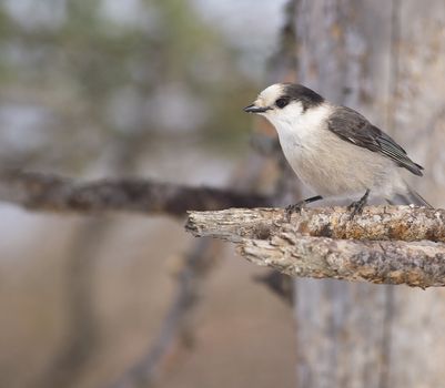 Northern Shrike ( Lanius exubitor ) is a predatory songbird that breeds in arctic tundra and winters in Canada and the Northern United States