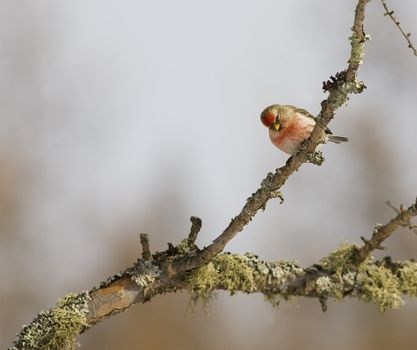 Common Redpoll ( Carduelis flammea order -  Passeriformes family - Fringillidae )a small finch found in Canada, the Northern edge of the United states and subarctic regions of Europe and Asia.