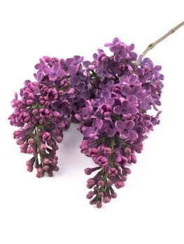 Bunch of lilac on white background.