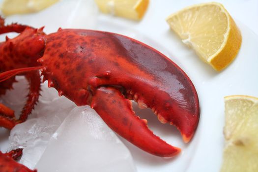 a lobster