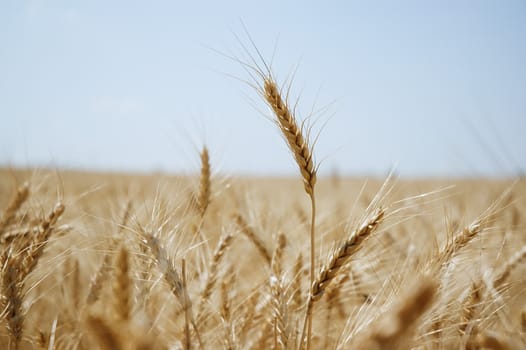 Ears of wheat in a harvest, Alentejo, Portugal