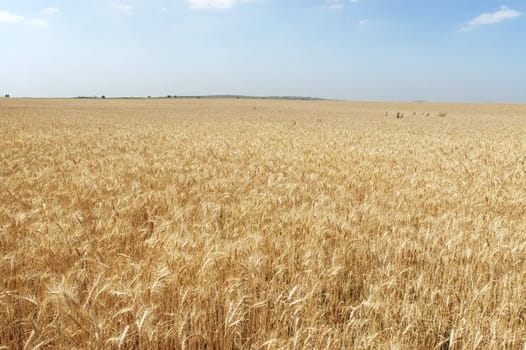 Wheat field in a vast plain, Alentejo, Portugal