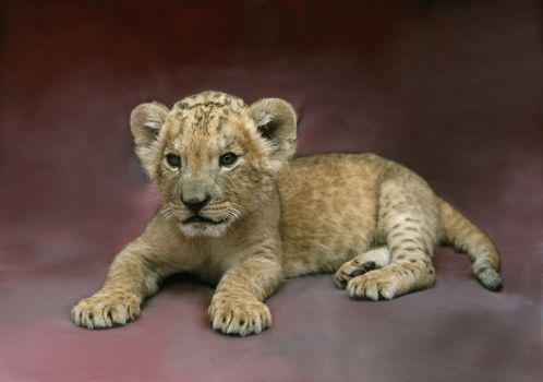 lion cub laying at purple background