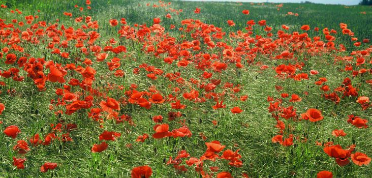 field full of red poppy flowers