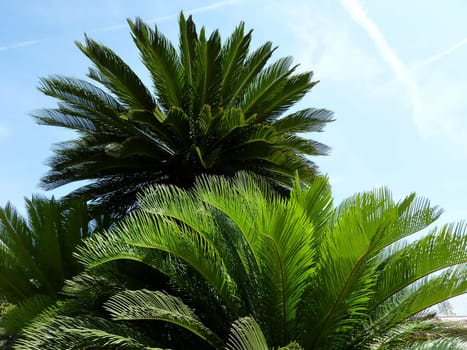 Palm trees leaves by beautiful weather