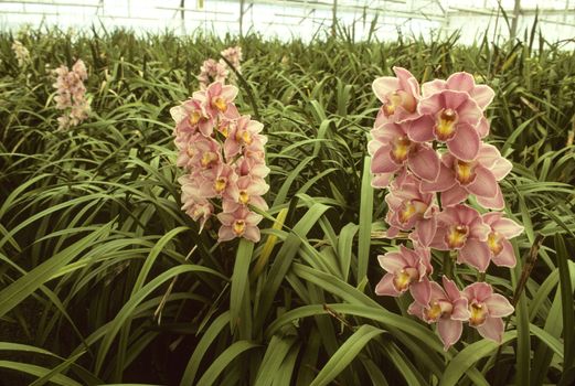 Pink orchids growing in a green house