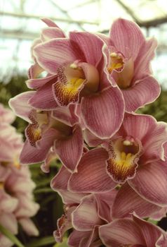 Close-up of a dark pink orchid in a greenhouse