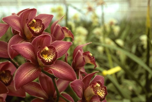 Dark pink orchids growing in a green house
