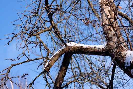 snow birch bole in winter day
