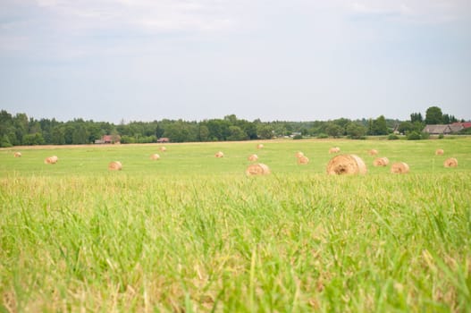 Shot of hay on the field, landscape