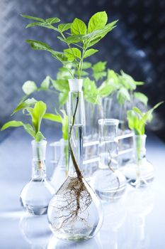 Plants  and laboratory 