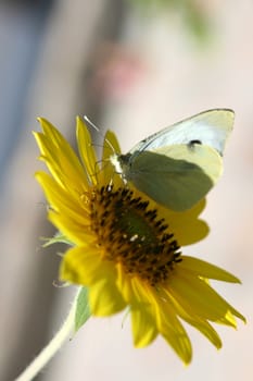 macro butterfly on sun flower defocus garden background