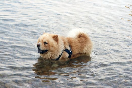 chow chow dog in sea cooling up from the heat