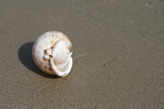 seashell closeup on wet sandy beach with copyspace