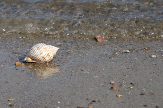 sea and seashell  on sand  beach 