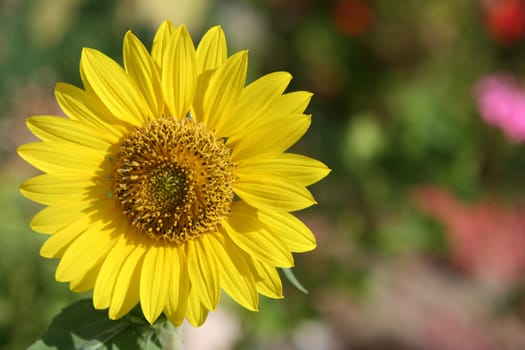 big beautiful sun flower closeup defocus garden background