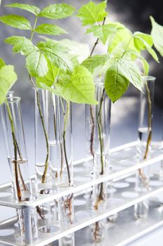 Plants  and laboratory 