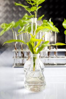 Plants  and laboratory 