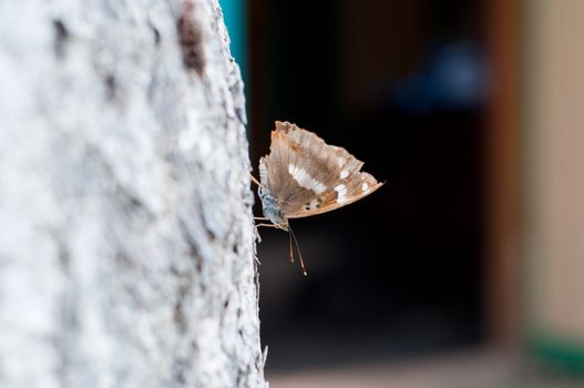 Shot of butterfly sitting on the tree