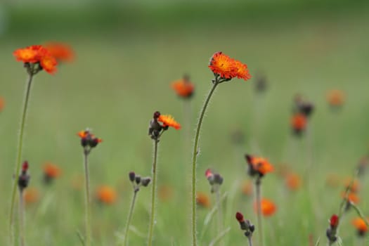 Field of pretty orange wildflowers , shallow DOF