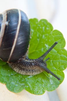 Macro shot of snail on the leaf
