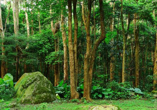 forest background