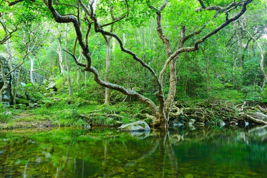 forest with water and tree