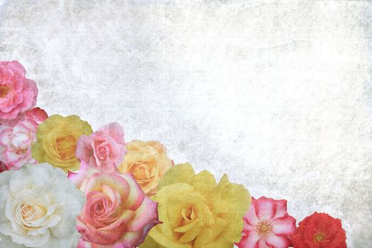 Roses on grunge background