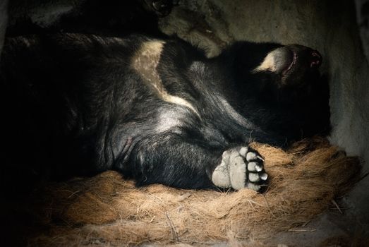 Formosa black bear is a kind of rare animal in Taiwan. See, he sleeped so deeply liked baby.