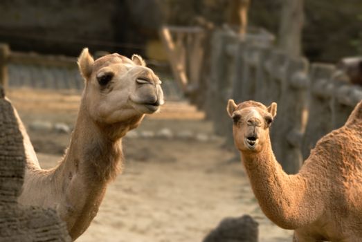 Camels are kind of animal lived in desert. These couple seemed saying something.