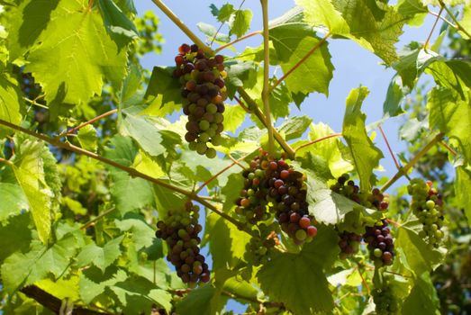Ripening grapes on a vineyard in clear day