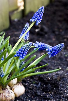 Grape hyacinth still standing in the garden.